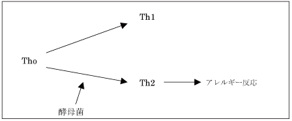 酵母菌とアレルギーの関係性