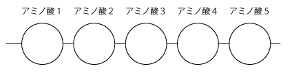 タンパク質の概略図