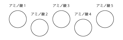 タンパク質からアミノ酸への概略図