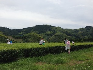 村上園の茶畑