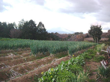 仲川農園の畑