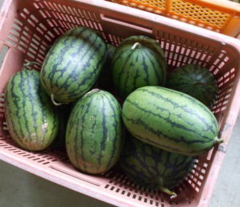 ○○○○○○○○イメージ