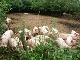 ぶぅふぅうぅ農園の豚たち