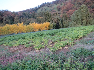 山崎農場の畑